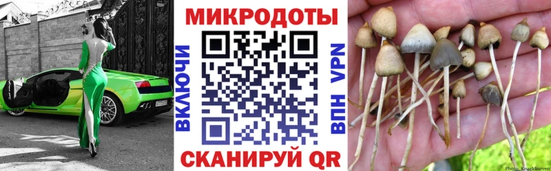 Галлюциногенные грибы Psilocybine cubensis  Окуловка 